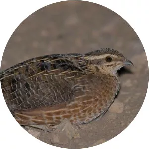 Harlequin quail