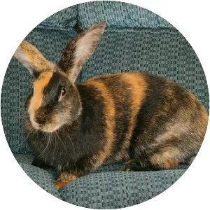 Harlequin rabbit