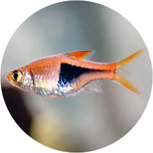 Harlequin rasbora