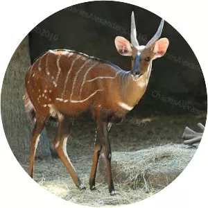 Harnessed bushbuck - Animal