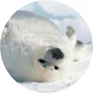 Harp seal