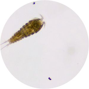 Harpacticoida - Animal