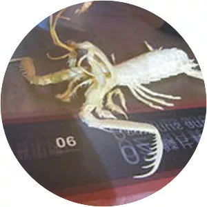 Harpiosquilla annandalei - 