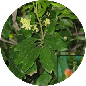 Harpullia arborea - 
