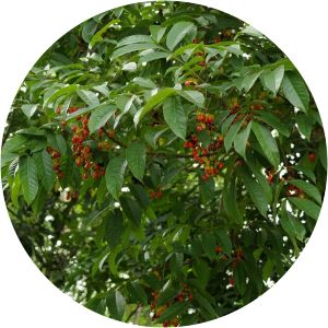 Harpullia cupanioides - 