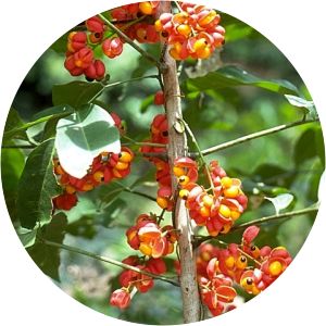 Harpullia ramiflora - 