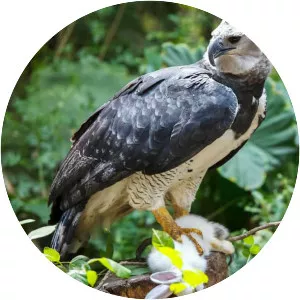 Harpy eagle