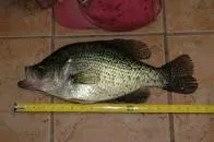 Harris Brake - Lake in Arkansas