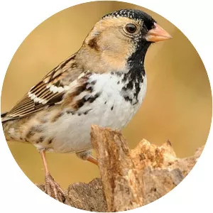 Harris's sparrow - Birds
