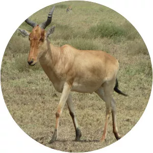 Hartebeest