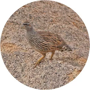 Hartlaub's spurfowl - Bird