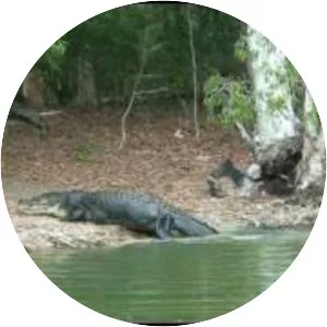 Hartley's Crocodile Adventures