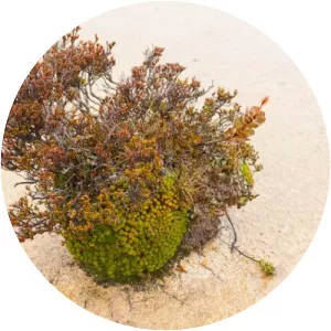 Hartz Mountains - Mountain in Australia