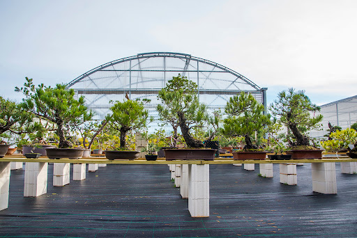 Hatoen - Bonsai plant supplier in Spain