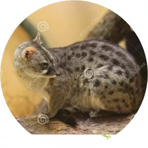 Haussa genet - Animal