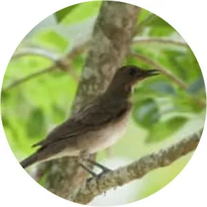 Hauxwell's thrush - Bird