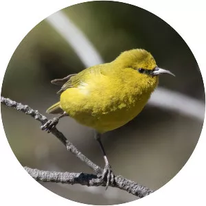 Hawaiʻi ʻamakihi - Bird