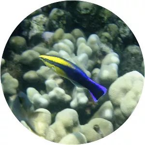 Hawaiian cleaner wrasse