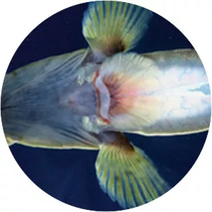 Hawaiian freshwater goby