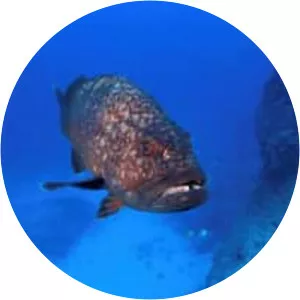 Hawaiian grouper