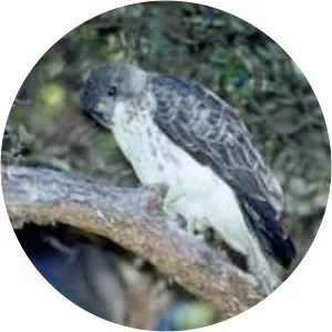 Hawaiian hawk