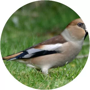 Hawfinch