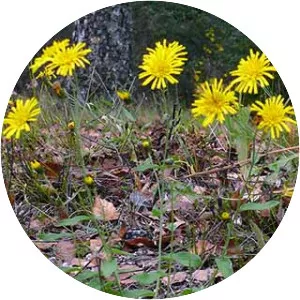 Hawkweed