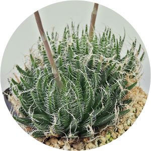 Haworthia arachnoidea - Plant
