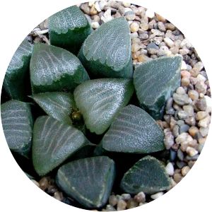 Haworthia bayeri