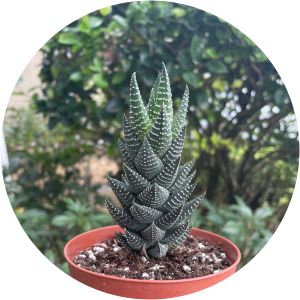 Haworthia coarctata