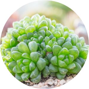 Haworthia cooperi var. pilifera