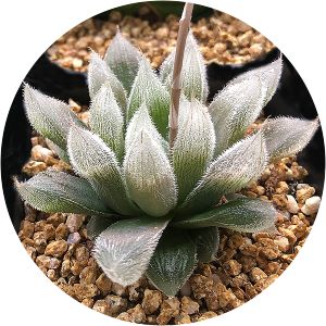 Haworthia cooperi var. venusta