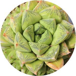 Haworthia cuspidata