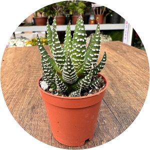Haworthia
