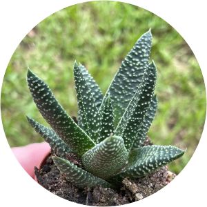 Haworthia pumila