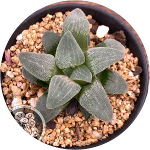 Haworthia pygmaea