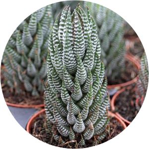 Haworthia reinwardtii