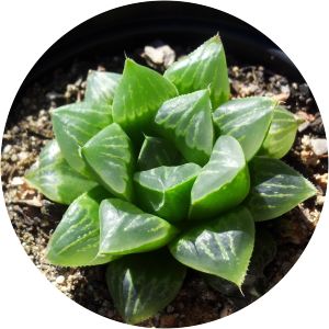 Haworthia retusa