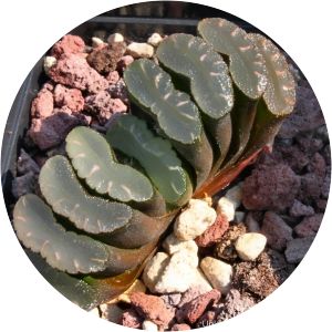 Haworthia truncata