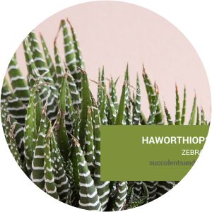 Haworthiopsis fasciata