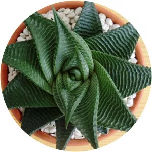 Haworthiopsis limifolia