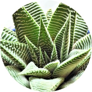 Haworthiopsis - Plant