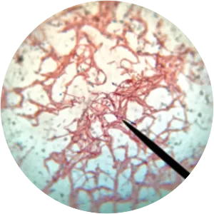 Hay bacillus