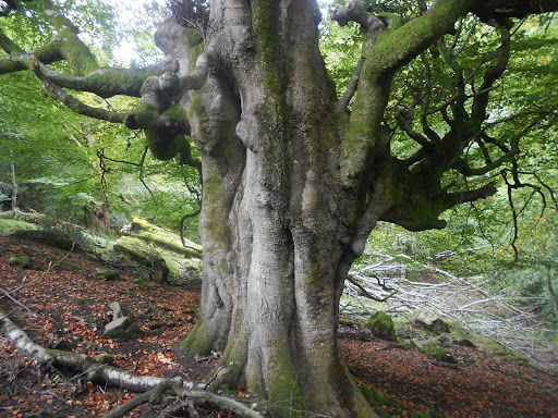 Hayedo de la Biescona - Hiking area in Spain