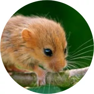 Hazel dormouse