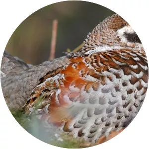 Hazel grouse
