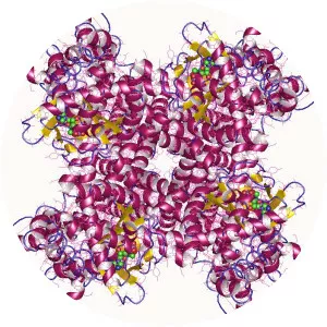 HCN1 - Protein