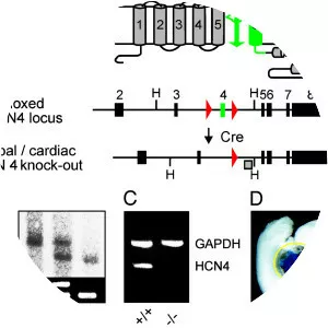 HCN4 - Protein
