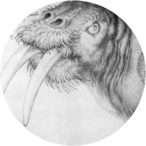 Head of a Walrus