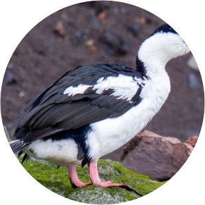 Heard Island shag - 